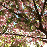 Immagine animata primavera fiori rosa