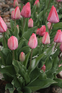 Immagine animata primavera tulipani