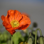 Sfondi fiore papavero HD