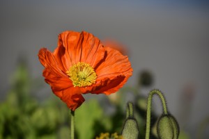 Sfondi fiore papavero HD