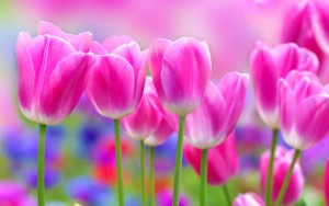 Sfondo HD tulipani rosa