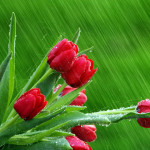 Sfondo-HD-tulipani-rossi