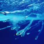 Sfondo pinguini che nuotano in mare