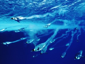 Sfondo pinguini che nuotano in mare